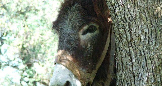 domenica delle palme 2019