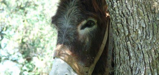 domenica delle palme 2019