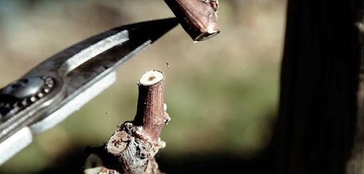 179203593 10225413285749473 7899703168193995283 n