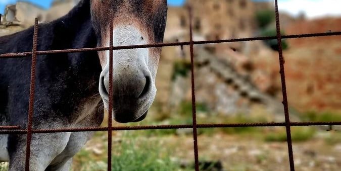 somaro domenica palme